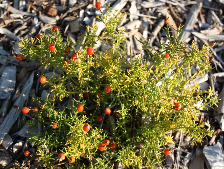 Medicinal Garden Kit Review (2026): What to Know Before You Buy